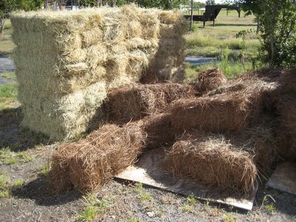 Pine Straw from Louisiana Long Leaf Pines - 15 lbs LOUISIANA_LONGLEAF_PINE_STRAW_15LBS