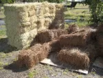 Pine Straw from Louisiana Long Leaf Pines - 15 lbs