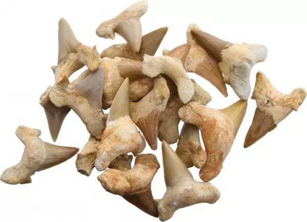 Arrowhead Shark Tooth Fossils 1.5 Inch AAH08
