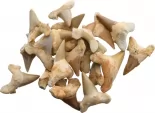 Arrowhead Shark Tooth Fossils 1.5 Inch - AAH08