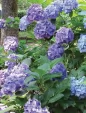 Books Plants That Can Kill BK477