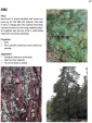 Books The Art of Bushcraft BK482