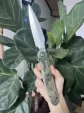 Daggerr Knives Nestor Button Lock Camo DGRFM032CMSW