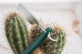 Dovo Runde Sache 5-8 Straight Razor DOV125803516