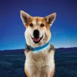 Nite Ize LED Dog Collar flashlights N04790