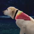 Nite Ize NiteHowl Bandana Recharge flashlights N05416