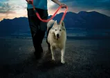 Nite Ize Nitedog Rechargeable Leash flashlights N05463