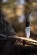 Schrade Adder Fixed Blade knives SCH1182521