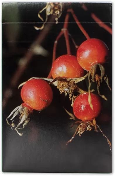 Speedhook Edible and Poisonous ID Cards SPKEPPWIC
