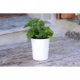 Swiss Advance COELO Enamel Cup SSA51370