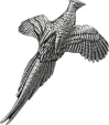 TS Brown Small Pheasant Pin - TSBB8