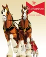 Tin Signs Budweiser Clydesdale Team - TSN1631