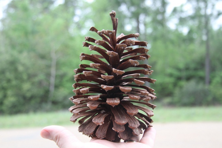 Giant Large Pine Cones from Louisiana Long Leaf Pines 12pc