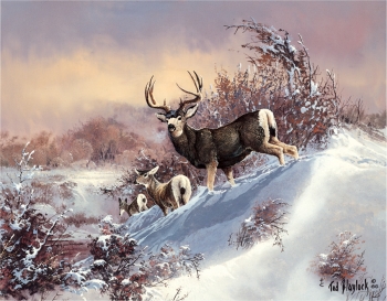 Tin Signs Tin Sign Blaylock Muleys TSN1034