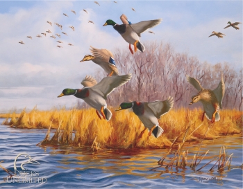 Ducks Unlimited Embossed Tin Sign 16 x 12 1-2 Inch TSN1037