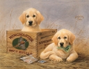Tin Signs Kaatz -Wingmasters - TSN1201